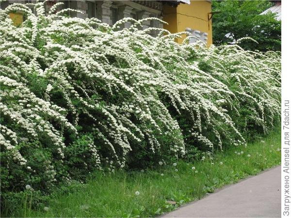 Живая изгородь из кустарников