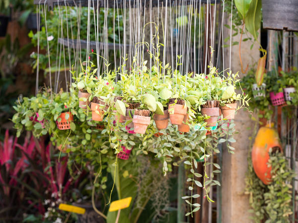 Подвесные горшки - способ добавить места и вертикальных акцентов в дизайн сада