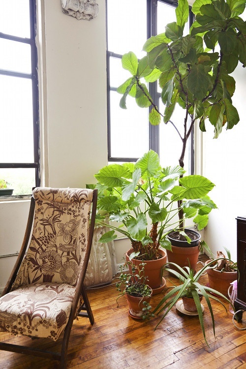 Комнатные растения за креслом