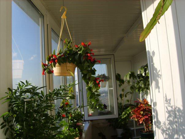 Зимний сад в маленьком балконе? Почему бы нет!