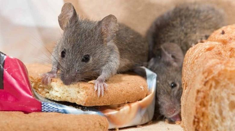 Что делать, если в доме появились мыши: простые способы избавления от грызунов