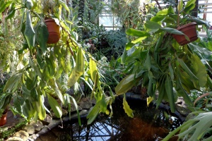Тропическая оранжерея - зимний сад