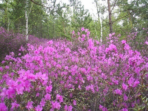 Багульник отпугивает мышей