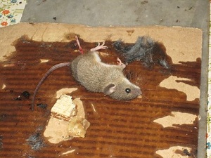 клей для мышей