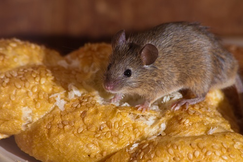 мышь на хлебе