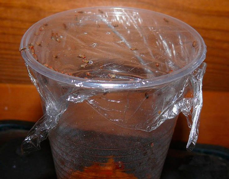 Пластиковый стаканчик в качестве ловушки