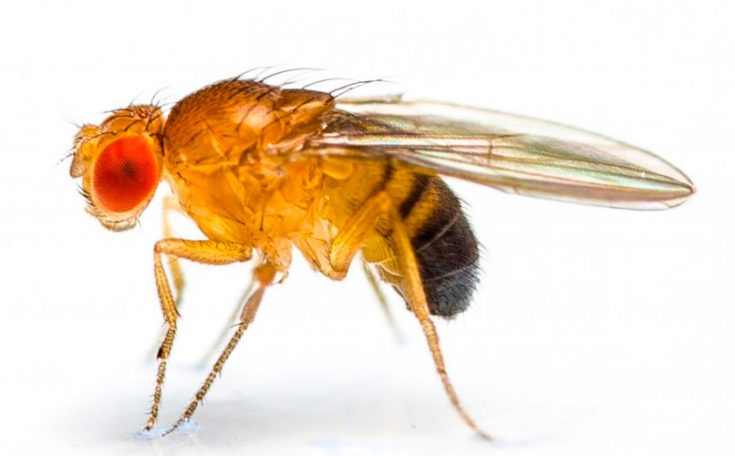Чем отличается муха дрозофила