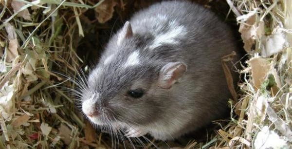 Эффективные методы борьбы с земляной крысой