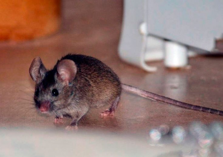 Как поймать мышь в доме без мышеловки