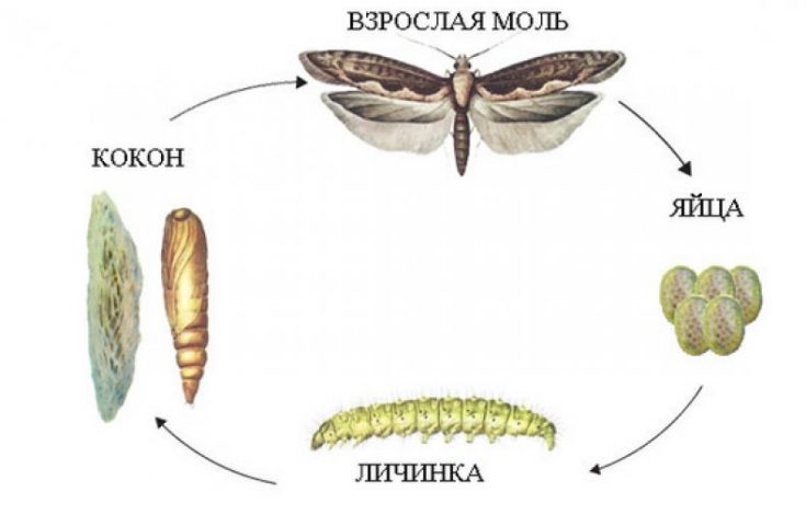 Моль