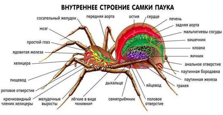 Внутреннее строение организма пауков