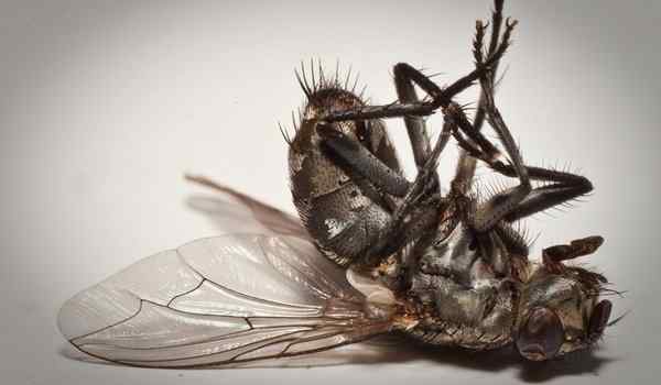 К чему снятся мертвые мухи