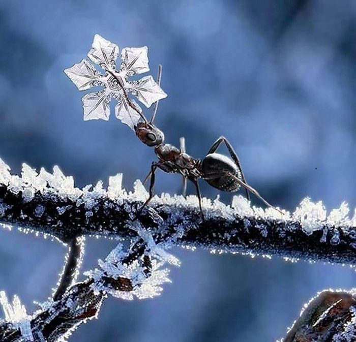 Как насекомые готовятся к зиме, фото 3