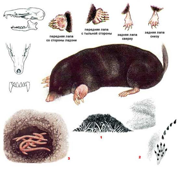 крот обыкновенный