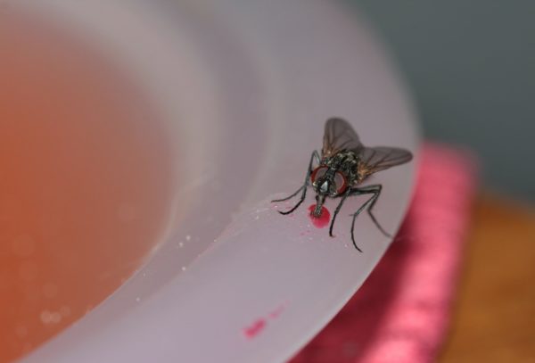 Обычно мухи чаще всего гнездятся в мусорных баках, затем перебираются на кухню и в другие комнаты.
