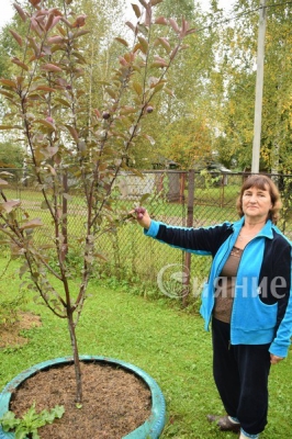 огород по природному