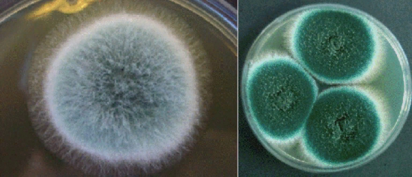 Так выглядят колонии грибков, которые были выращены на чашке при лабораторном исследовании - как правило, споры имеют зеленоватый оттенок