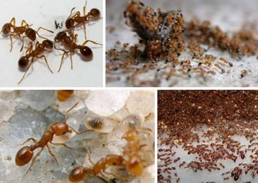 Как выглядит матка муравьев домашних рыжих фото
