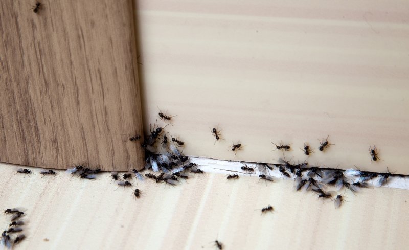 как избавиться от муравьев раз и навсегда