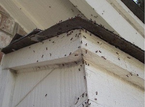 Особенности выведения муравьёв в домашних условиях
