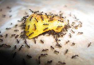 Способы приготовления приманок в ловушки для муравьёв