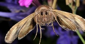 Моль умеет летать - фото насекомого
