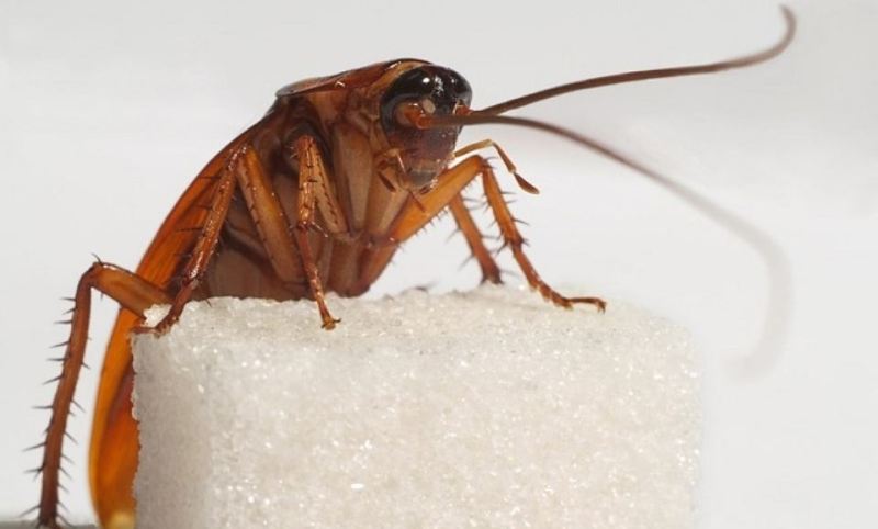 Чем травить тараканов в квартире самостоятельно