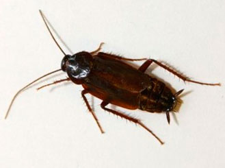 Черный таракан в квартире (фото)