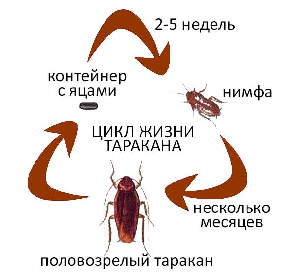 Схема: цикл жизни таракана