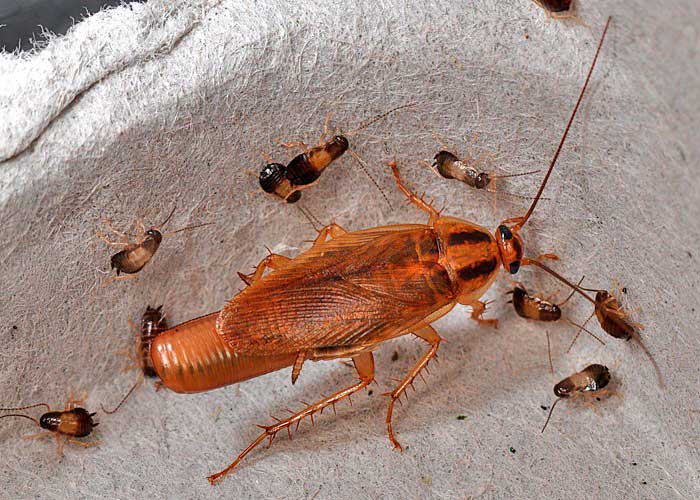Самка таракана с потомством
