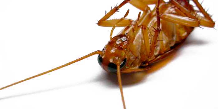Сколько живут тараканы? Ответ на сайте