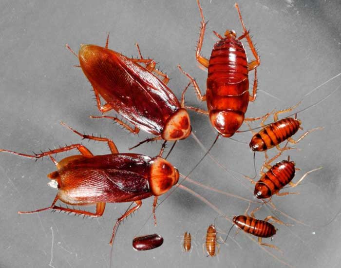 Развитие и жизненный цикл тараканов