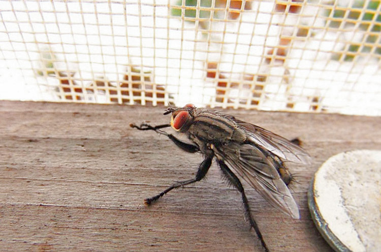 Антимоскитная сетка против мух