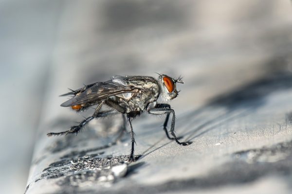 fly-2523917 1280