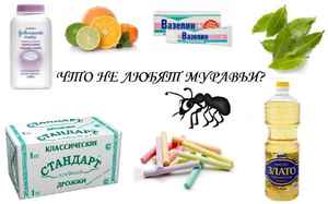 Травы, которые не любя муравьи