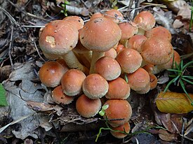 Hypholoma lateritium G3.jpg