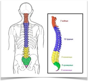 Строение позвоночного столба