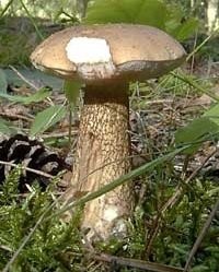 Жёлчный гриб (Tylopilus felleus)