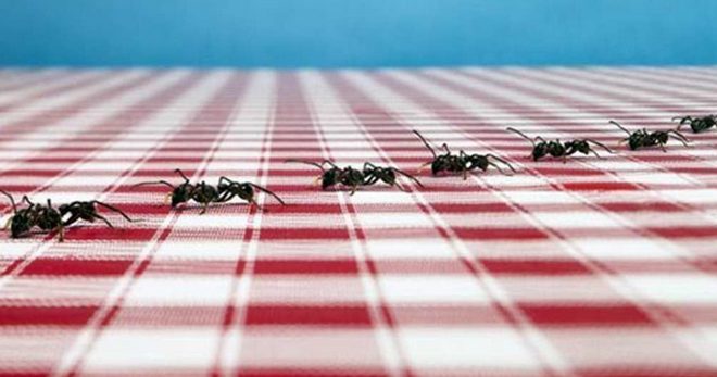 Муравьи в квартире - самое эффективное средство от домашних муравьев в квартире	