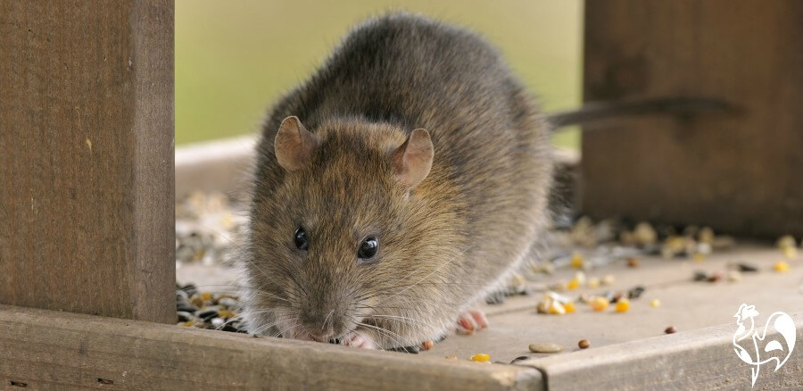 A common rat eating food from a bird table