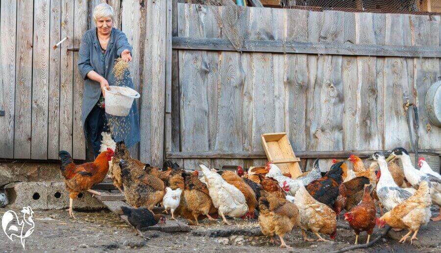 Feeding chickens in the run.