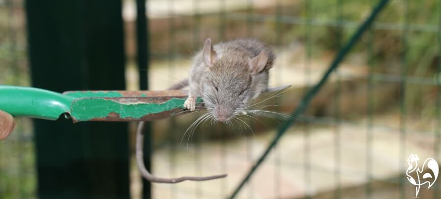 A common brown rat I found feasting in my feed bin. A common brown rat I found in my feed bin.