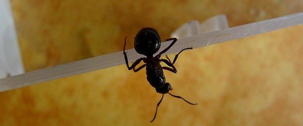 рыжие домашние муравьи как избавиться 