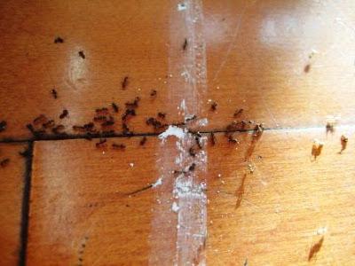 эффективное средство от домашних муравьев