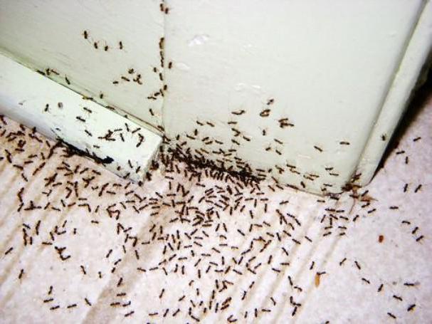 как избавиться от муравьев народными средствами