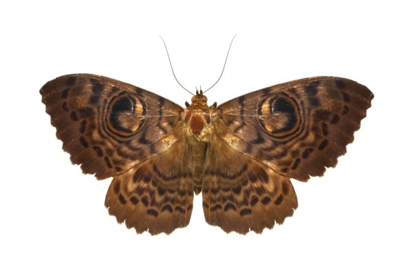 Моль бабочка фото