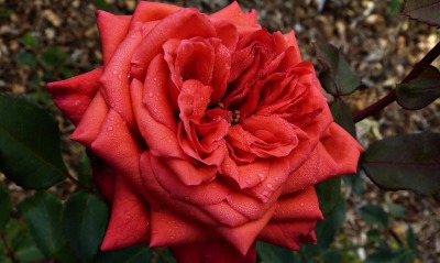 роза чайная гибридная макро