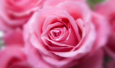 роза розовая лепестки бутон