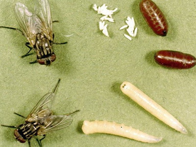 Что едят мухи комнатные